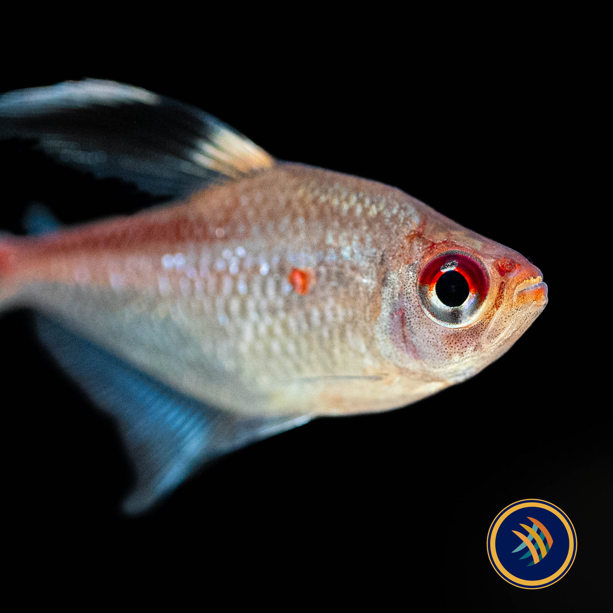 Flame Back Bleeding Heart Tetra (hyphessobrycon Pyrrhonotus) Med-Large (Aquarium Glaser) | Tetras Rasboras & Pencilfish | Largest Tropical Fish Selection at Your Local Fish Store