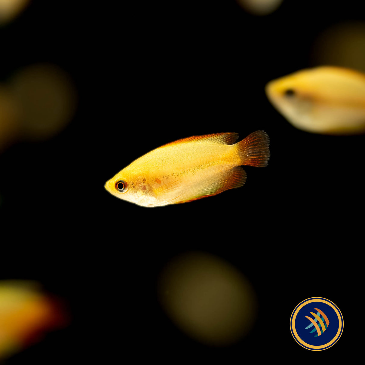Flame Honey Gourami (Colisa Chuna) Medium (Aquarium Glaser) | Cichlids Badis & Gouramis | Largest Tropical Fish Selection at Your Local Fish Store