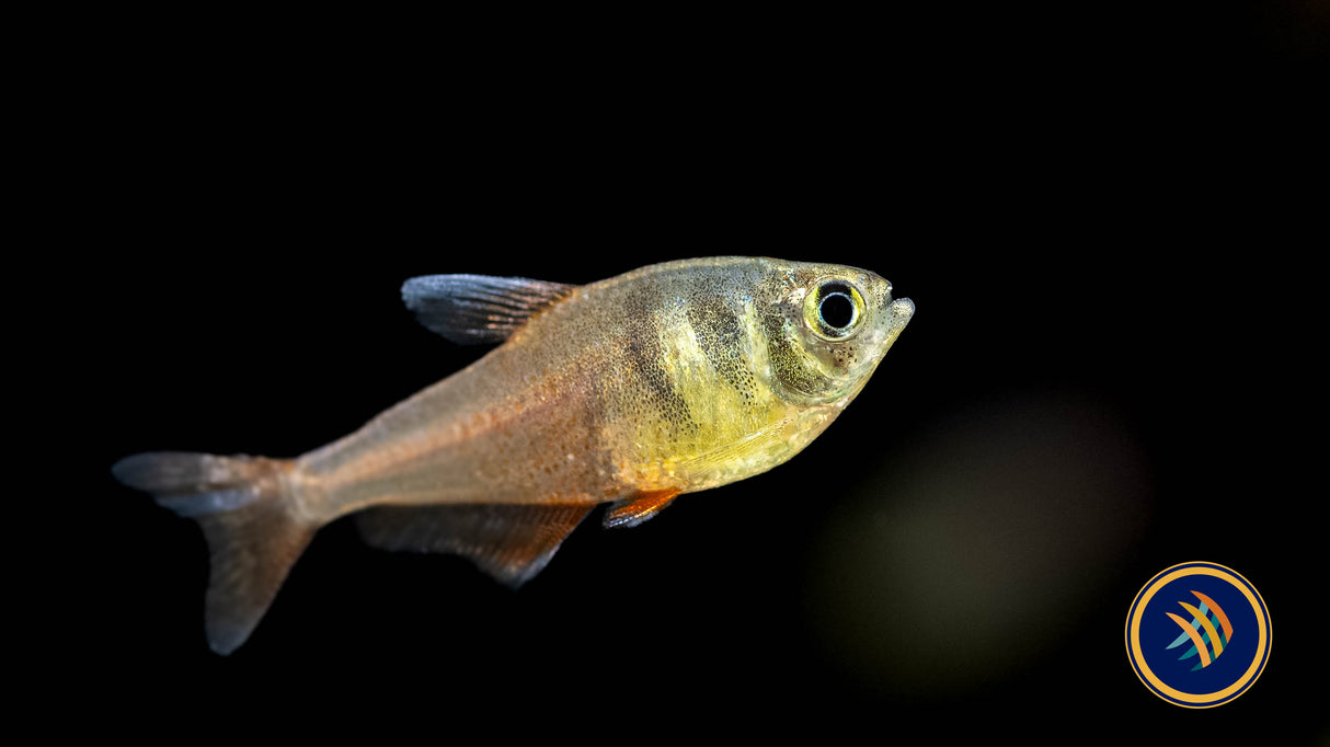 Flame Tetra (Hyphessobrycon Flammeus) (locally bred) | Tetras Rasboras & Pencilfish | Largest Tropical Fish Selection at Your Local Fish Store