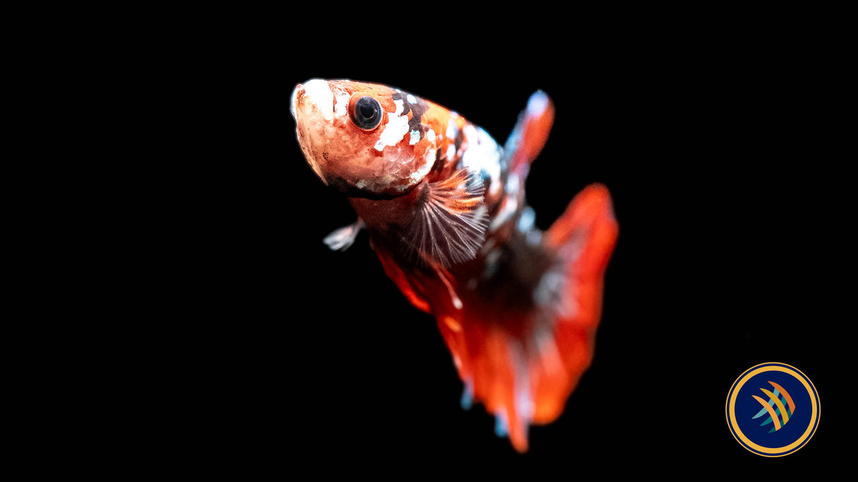 HMPK Male Betta | Bettas | Largest Tropical Fish Selection at Your Local Fish Store