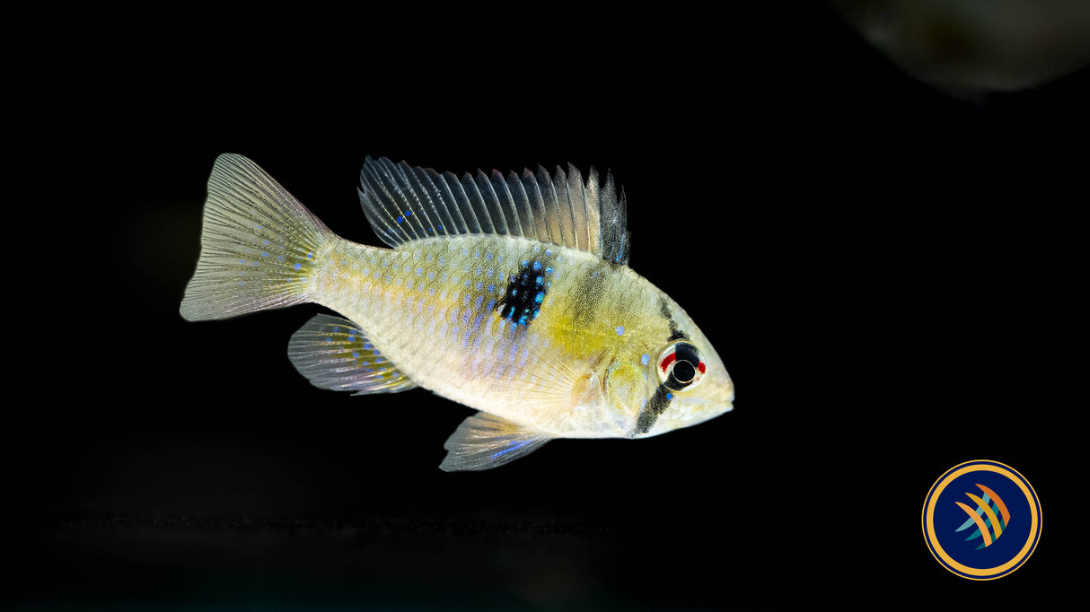 German Blue Ram (Aquarium Glaser) | Cichlids Badis & Gouramis | Largest Tropical Fish Selection at Your Local Fish Store