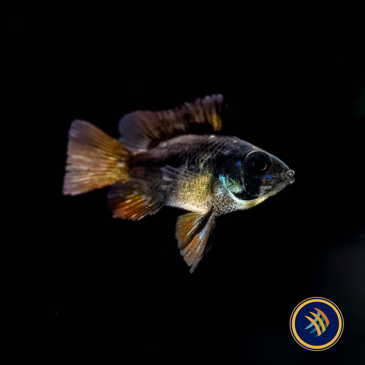 German Black Balloon Ram (Mikrogeophagus ramirezi) | Cichlids Badis & Gouramis | Largest Tropical Fish Selection at Your Local Fish Store