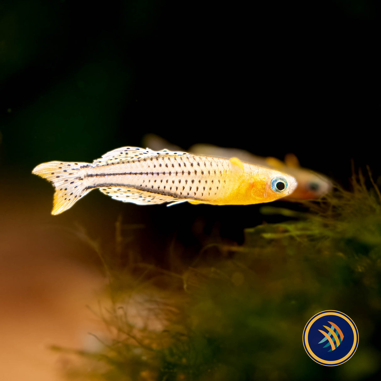 Gertrude's Rainbow Aru II (Pseudomugil Gertrudae Aru II) Locally Bred | Rainbowfish Killifish & Danios | Largest Tropical Fish Selection at Your Local Fish Store