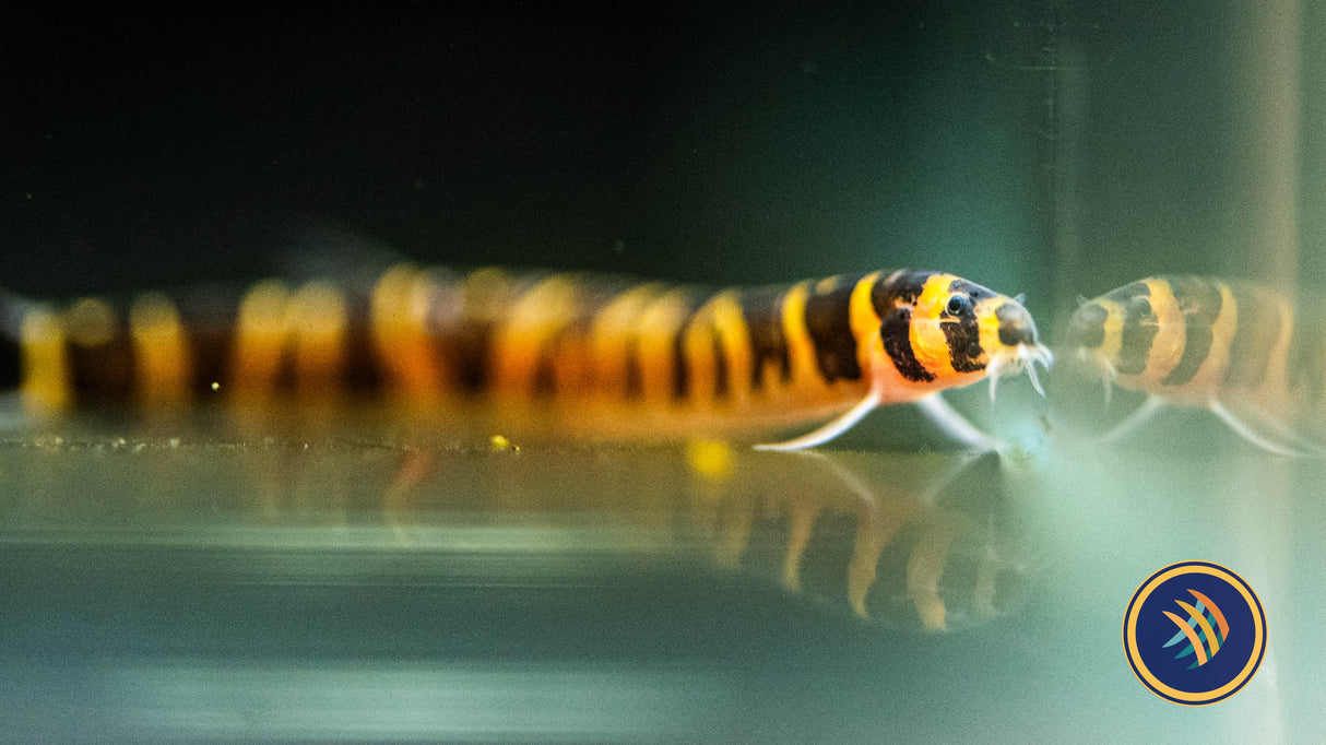 Giant Kuhlii (Pangio myersi) 4cm | Catfish Loaches & Plecos | Largest Tropical Fish Selection at Your Local Fish Store
