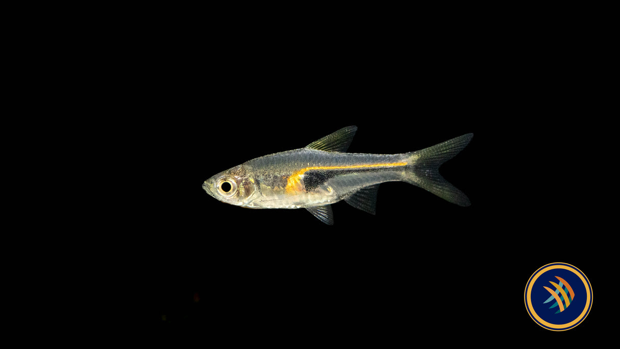 Glowlight Rasbora (Trigonostigma hengeli) 2-2.5cm | Tetras Rasboras & Pencilfish | Largest Tropical Fish Selection at Your Local Fish Store