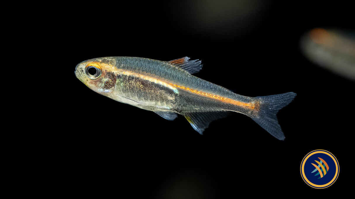 Glowlight Tetra (Hemigrammus erythrozonus) 2.5cm | Tetras Rasboras & Pencilfish | Largest Tropical Fish Selection at Your Local Fish Store