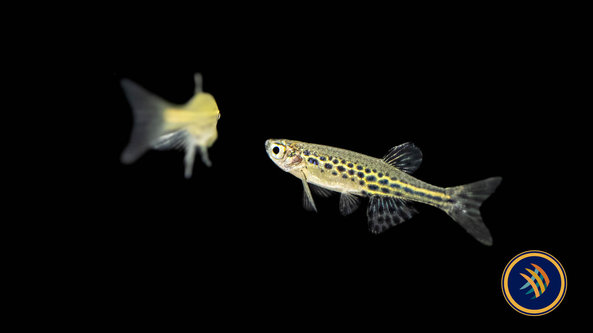Gold Ring Danio (Danio tinwini) | Rainbowfish Killifish & Danios | Largest Tropical Fish Selection at Your Local Fish Store