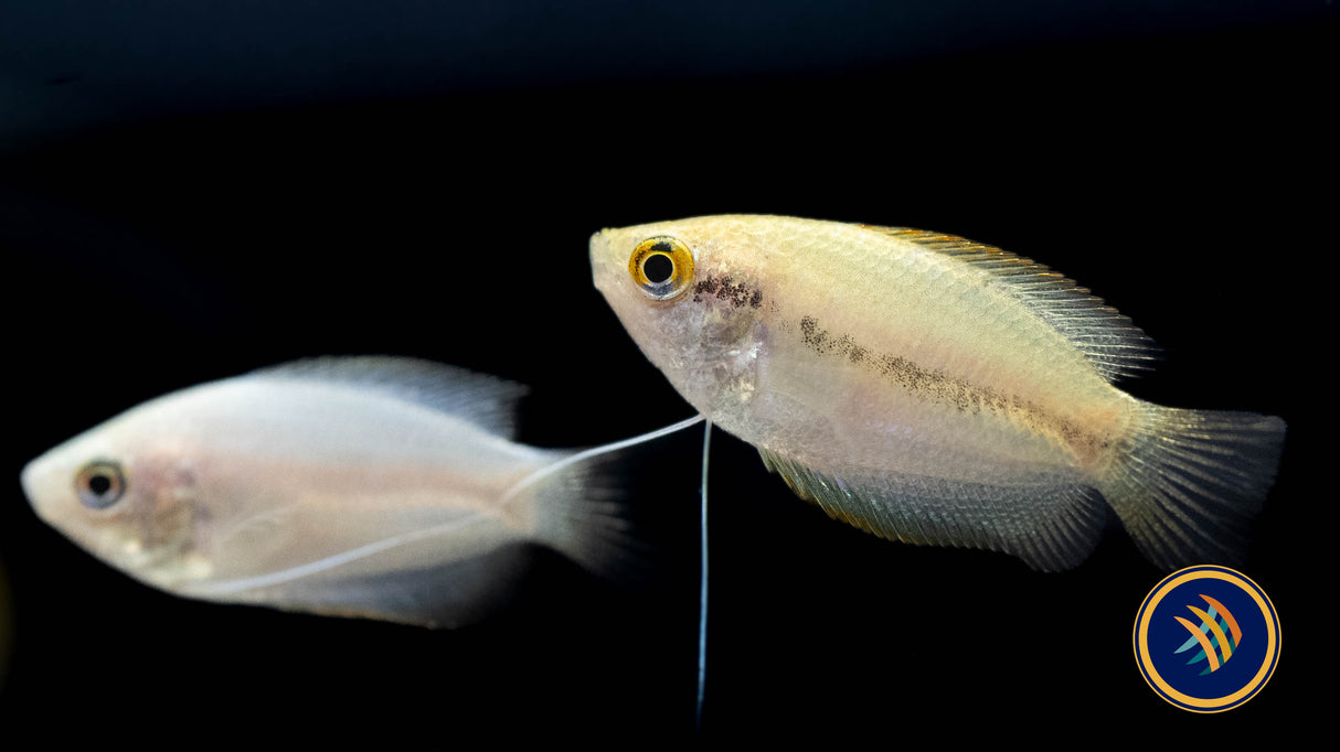 Gold Honey Gourami (Colisa Chuna) Large /X-large (Aquarium Glaser) Very Nice | Cichlids Badis & Gouramis | Largest Tropical Fish Selection at Your Local Fish Store