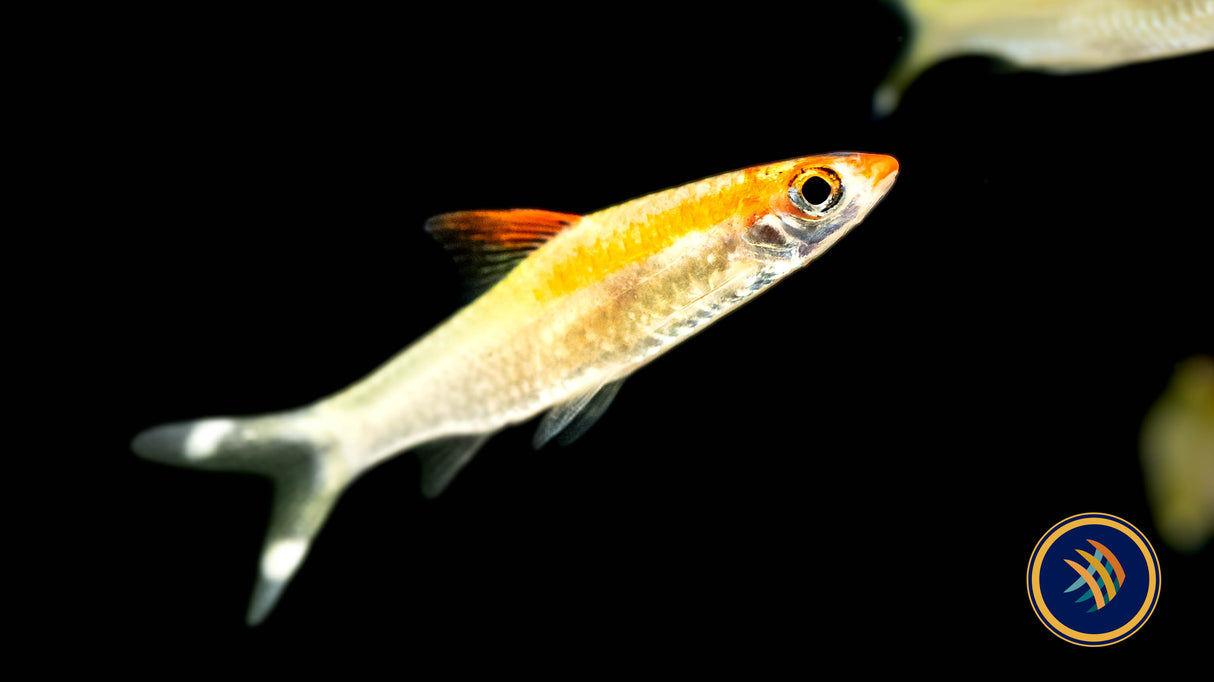Denison Barb Golden (Red Striped Torpedo Barb) Sahyadria denisoni 5cm + | Goldfish Barbs & Minnows | Largest Tropical Fish Selection at Your Local Fish Store