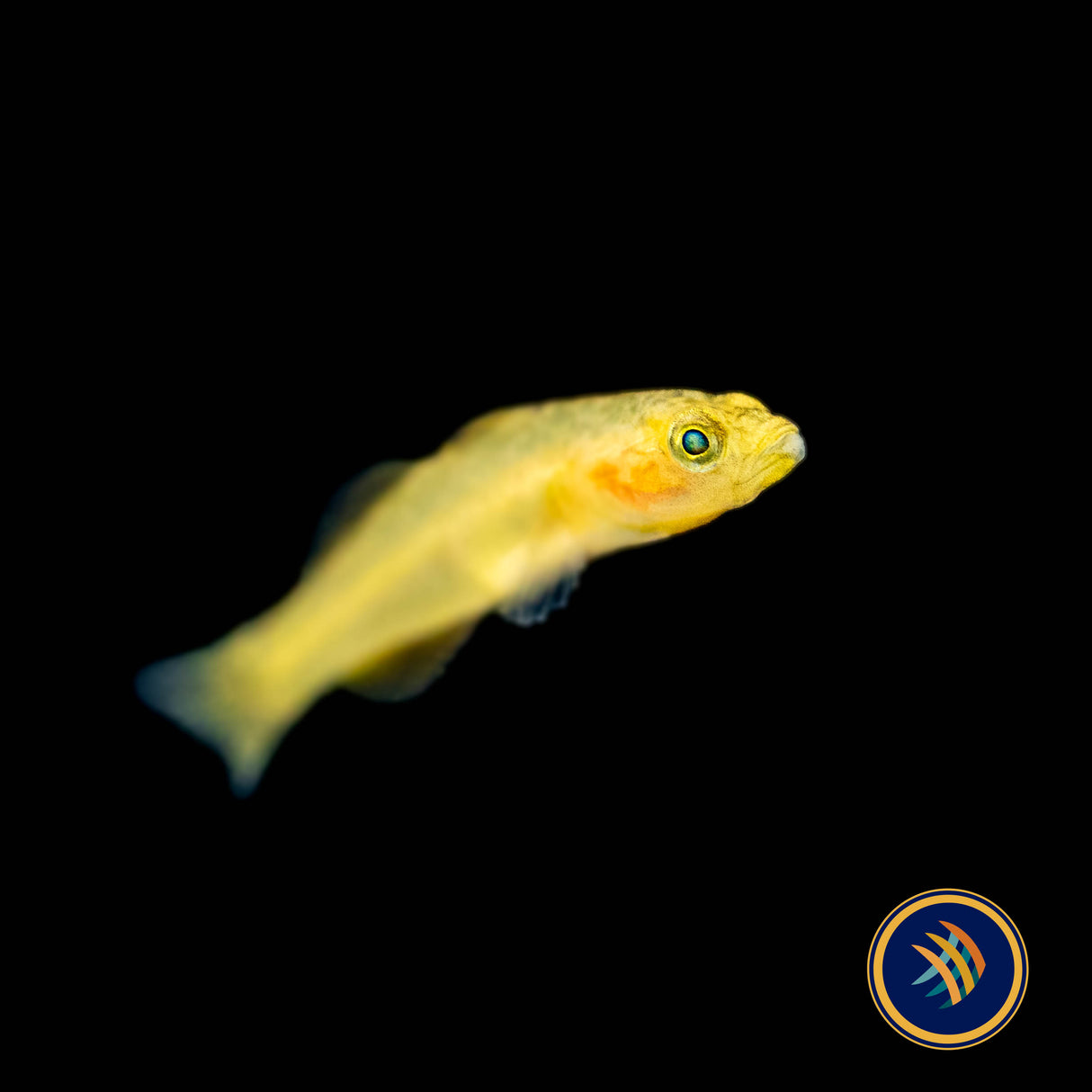 Golden Malili Goby (Mugilogobius rexi) | Other Livestock | Largest Tropical Fish Selection at Your Local Fish Store