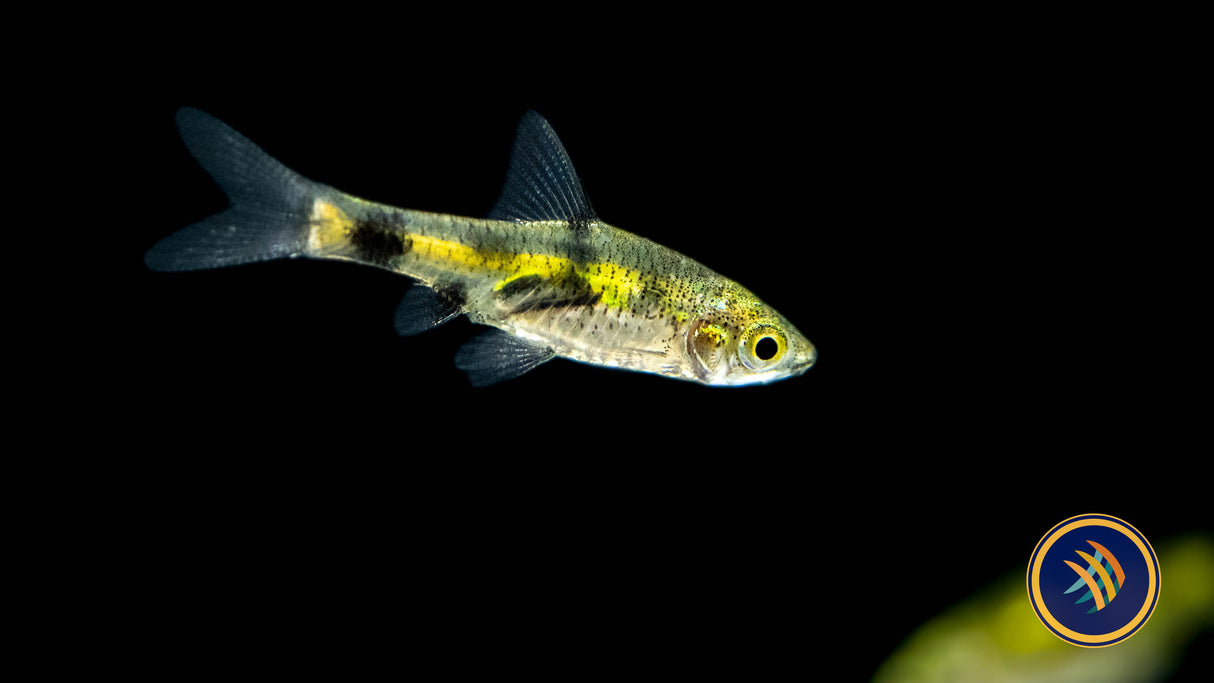 Golden Dwarf Barb Barbus Gelius 2-3cm | Goldfish Barbs & Minnows | Largest Tropical Fish Selection at Your Local Fish Store