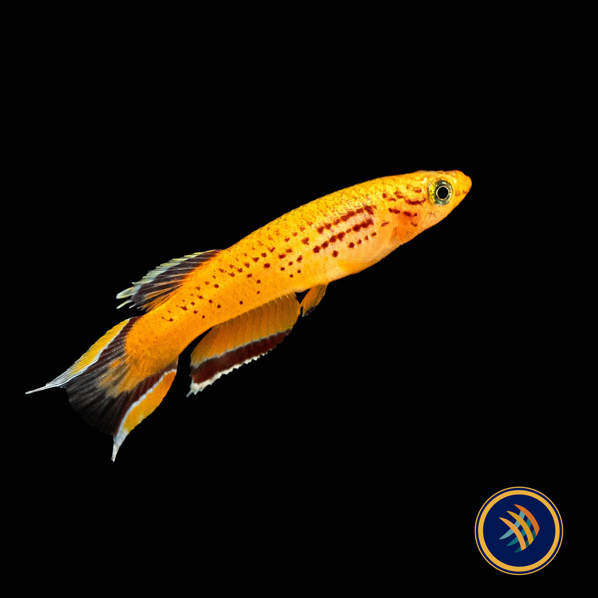 Golden Lyretail Killifish (Aphyosemion australe) 2.5cm | Rainbowfish Killifish & Danios | Largest Tropical Fish Selection at Your Local Fish Store