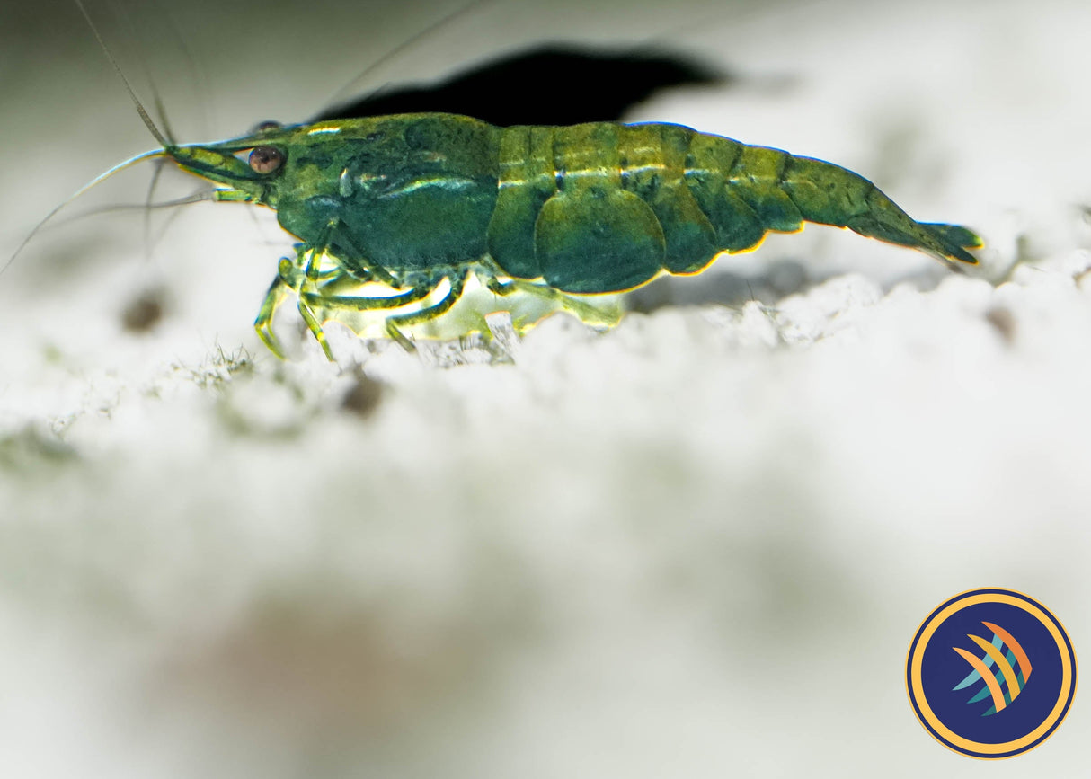 Green Jade Shrimp (A Grade) (Neocaridina davidi) Locally Bred-Shrimp Index | Snails Shrimp Crayfish Crabs | Largest Tropical Fish Selection at Your Local Fish Store