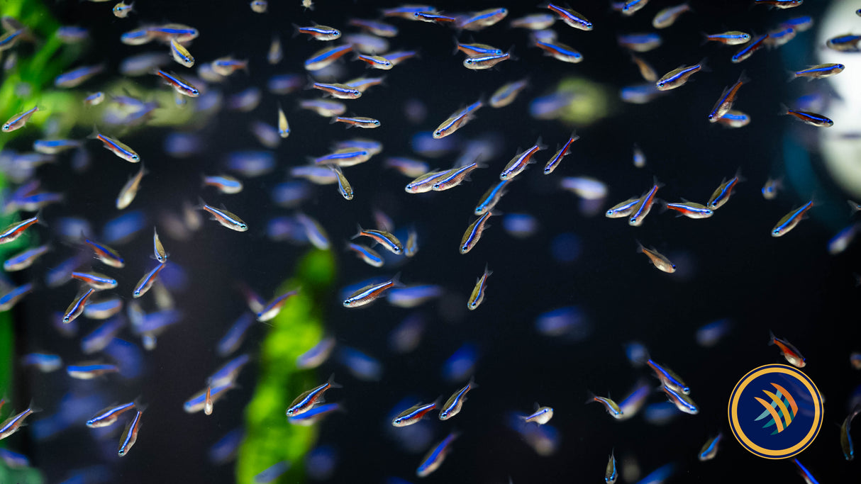 Green Neon Tetra (Paracheirodon simulans) 1.6cm | Tetras Rasboras & Pencilfish | Largest Tropical Fish Selection at Your Local Fish Store
