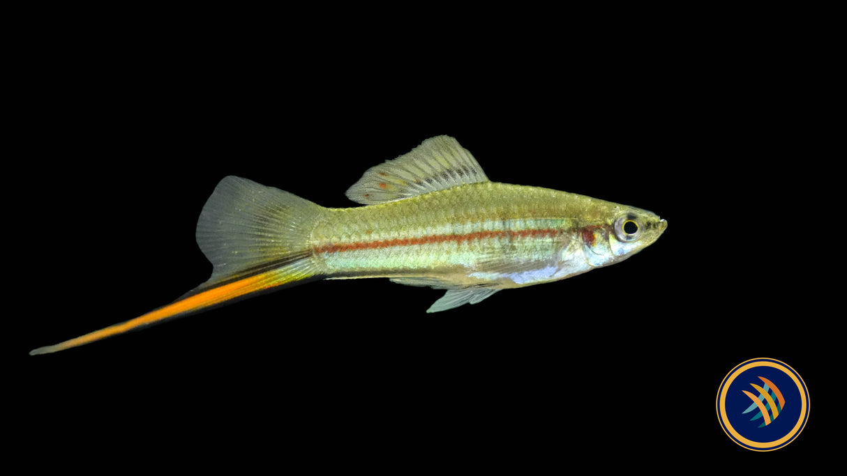 Green Swordtail (Xiphophorus helleri)