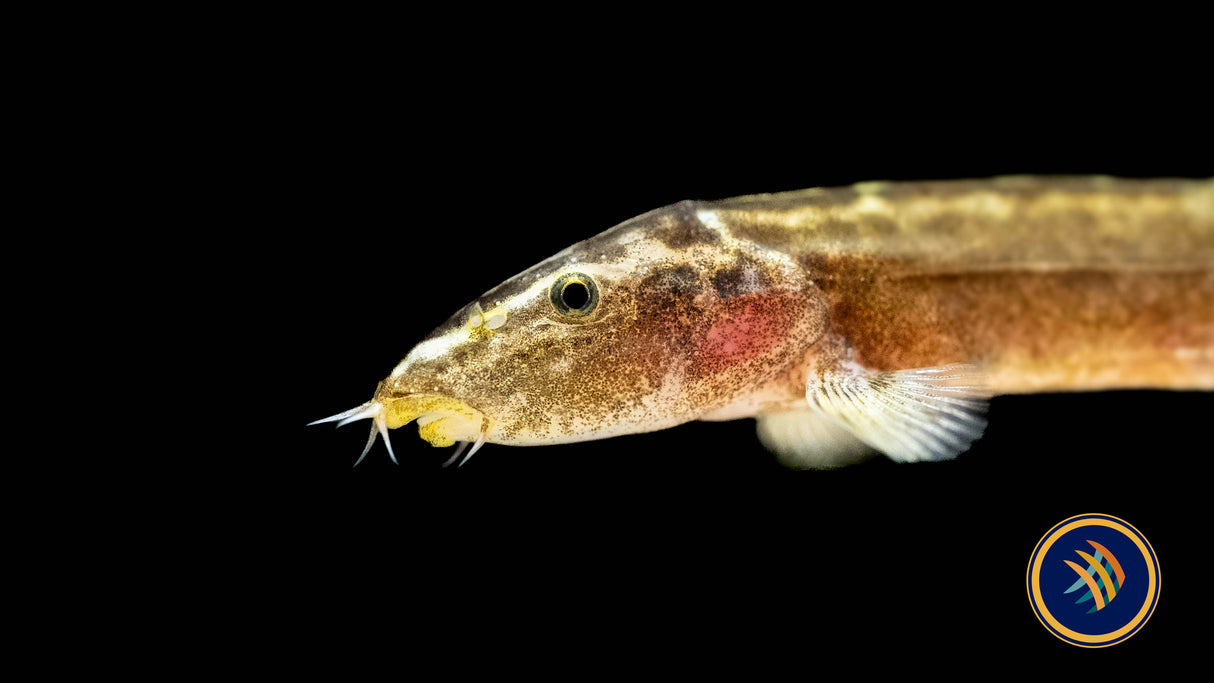 Guilin Loach (Leptobotia guilinensis) | Catfish Loaches & Plecos | Largest Tropical Fish Selection at Your Local Fish Store