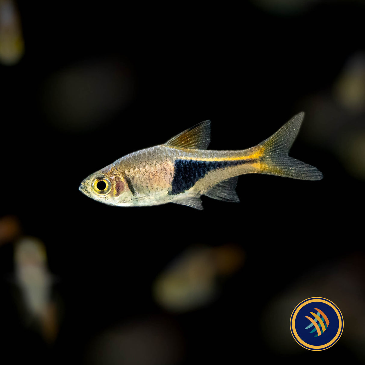 Harlequin Rasbora (Trigonostigma heteromorpha) 2-2.5cm | Tetras Rasboras & Pencilfish | Largest Tropical Fish Selection at Your Local Fish Store