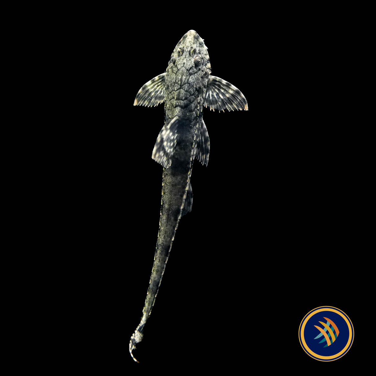 Haseman's Whiptail Catfish (Rineloricaria hasemani)