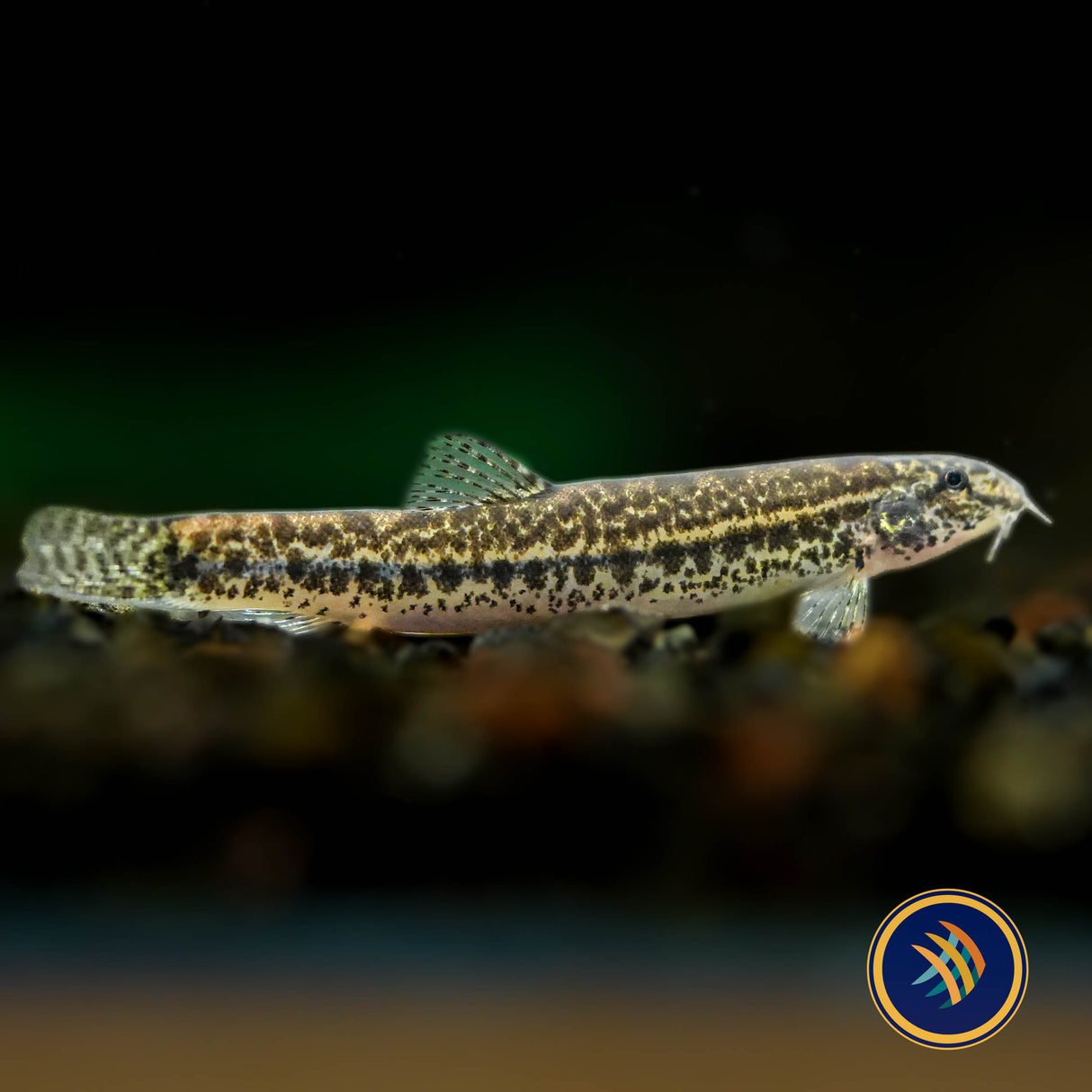 Hasselt’s Sand Loach (Lepidocephalichthys hasselti)
