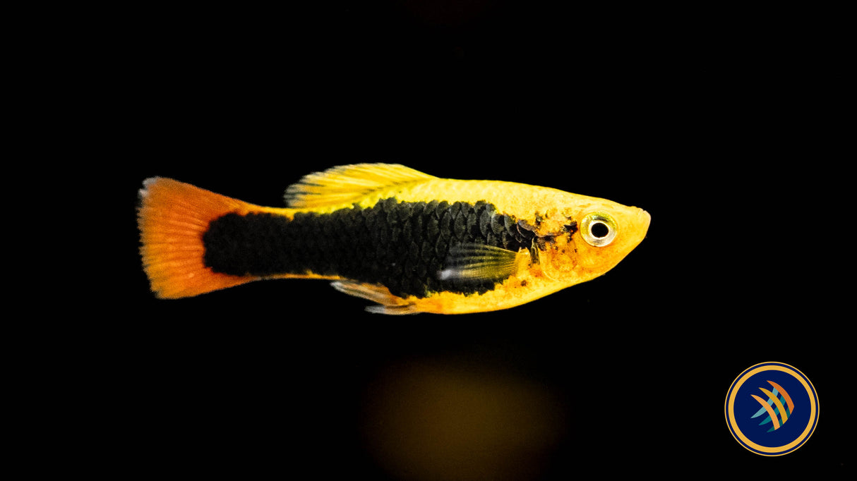 Hawaii Platy (Variatus) 3.5-4cm | Livebearers | Largest Tropical Fish Selection at Your Local Fish Store