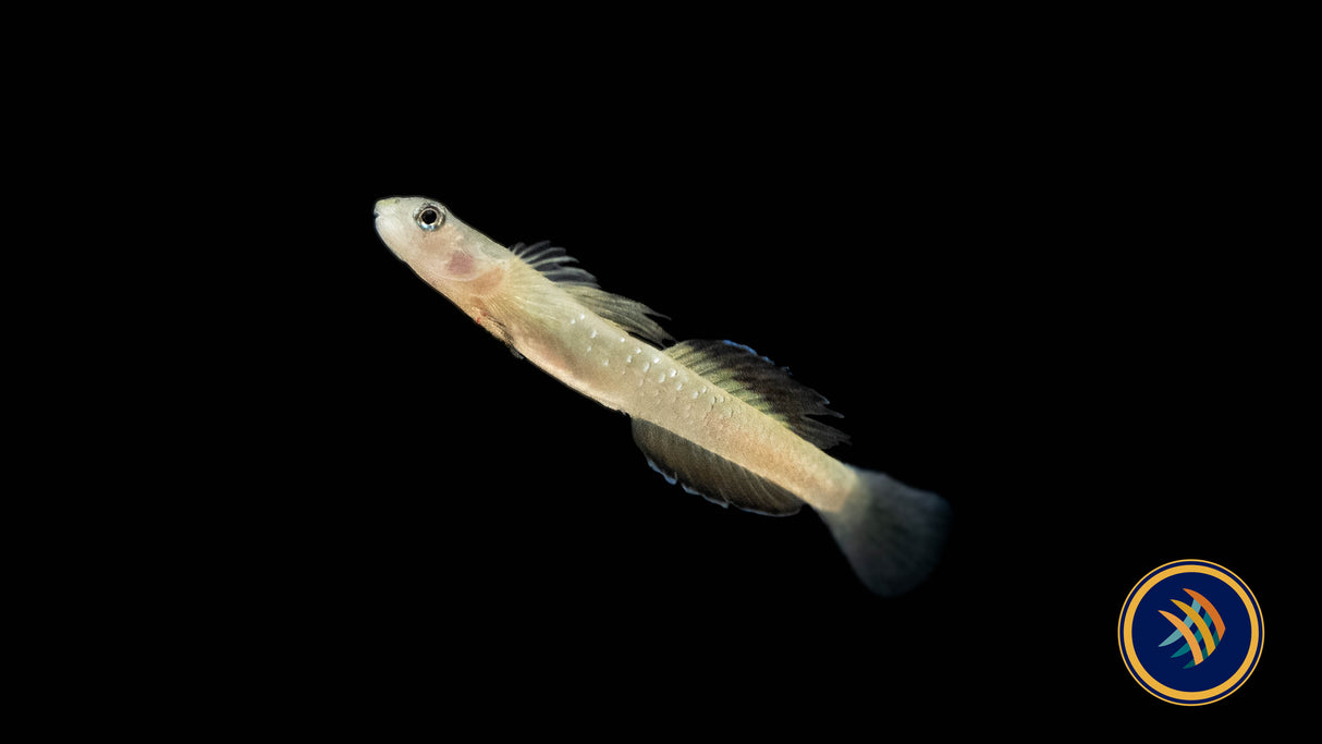 High Fin Rainbow Goby (Sicyopus cebuensis) | Catfish Loaches & Plecos | Largest Tropical Fish Selection at Your Local Fish Store