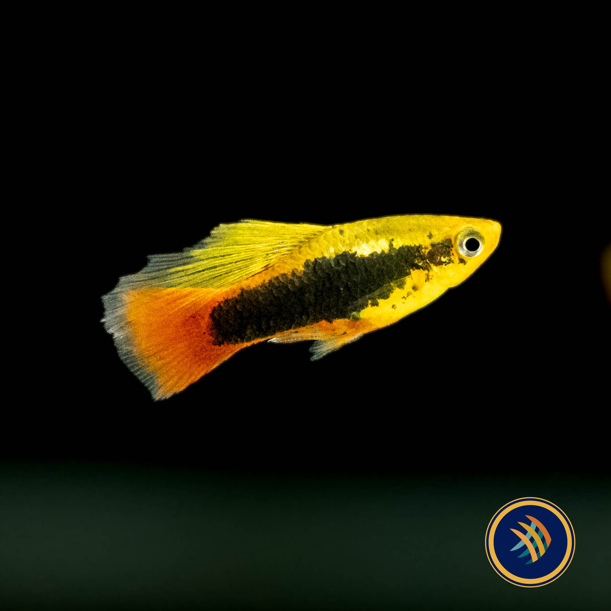 Premium Assorted Highfin Variatus Platy (Xiphophorus variatus) | Livebearers | Largest Tropical Fish Selection at Your Local Fish Store