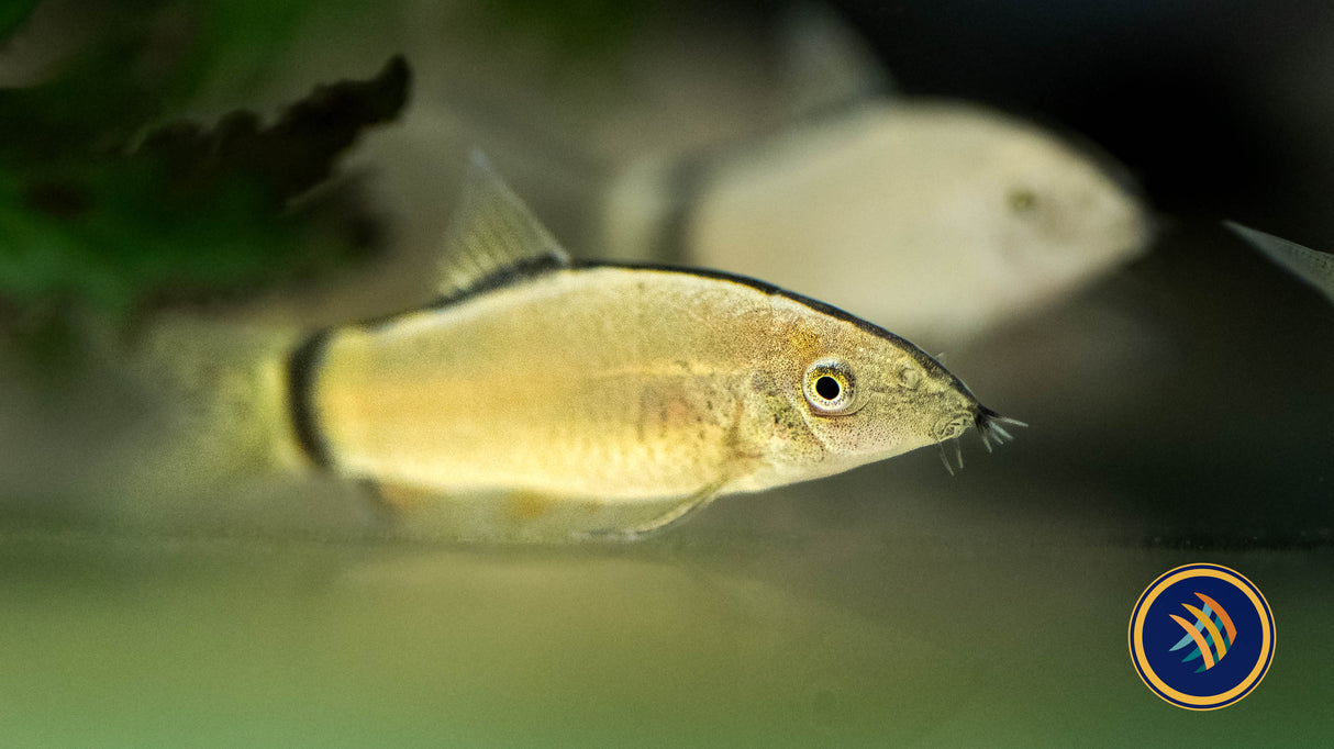 Hora's Skunk Loach (Yasuhikotakia morleti) | Catfish Loaches & Plecos | Largest Tropical Fish Selection at Your Local Fish Store