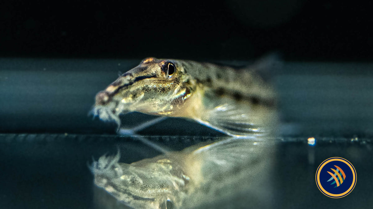 Horseface Loach (Acantopsis choirorhynchos) 5cm | Catfish Loaches & Plecos | Largest Tropical Fish Selection at Your Local Fish Store