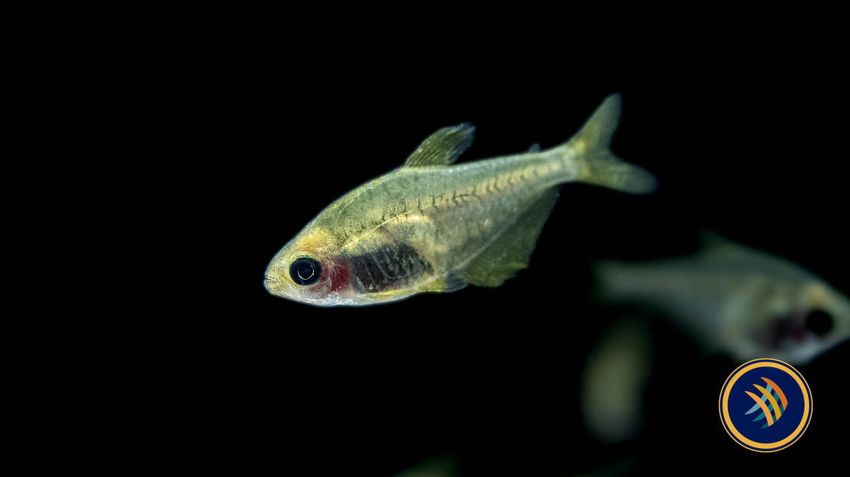 Hyphessobrycon Bifasciatus 'Ghost' | Tetras Rasboras & Pencilfish | Largest Tropical Fish Selection at Your Local Fish Store
