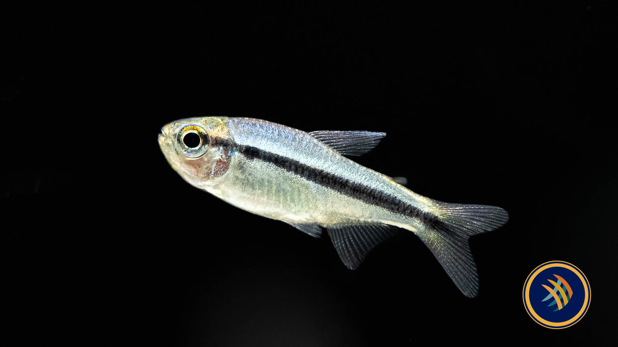 Imperial Lapis Tetra 2.5cm | Tetras Rasboras & Pencilfish | Largest Tropical Fish Selection at Your Local Fish Store