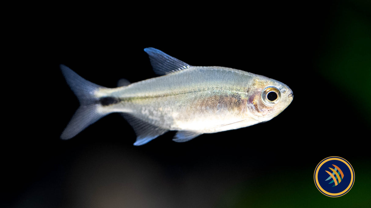 Hyphessobrycon Infernalis 'Infernal Tetra' (Aquarium Glaser) (Female) | Tetras Rasboras & Pencilfish | Largest Tropical Fish Selection at Your Local Fish Store