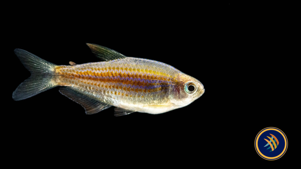 Scratched Inpa Tetra (Inpaichthys parauapiranga) - Locally Bred - Medium | Tetras Rasboras & Pencilfish | Largest Tropical Fish Selection at Your Local Fish Store