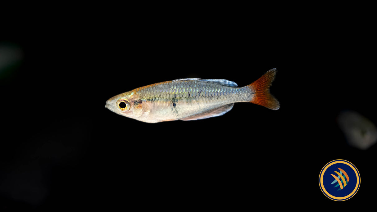 Kali Tawa Rainbowfish (Melanotaenia sp.) | Rainbowfish Killifish & Danios | Largest Tropical Fish Selection at Your Local Fish Store