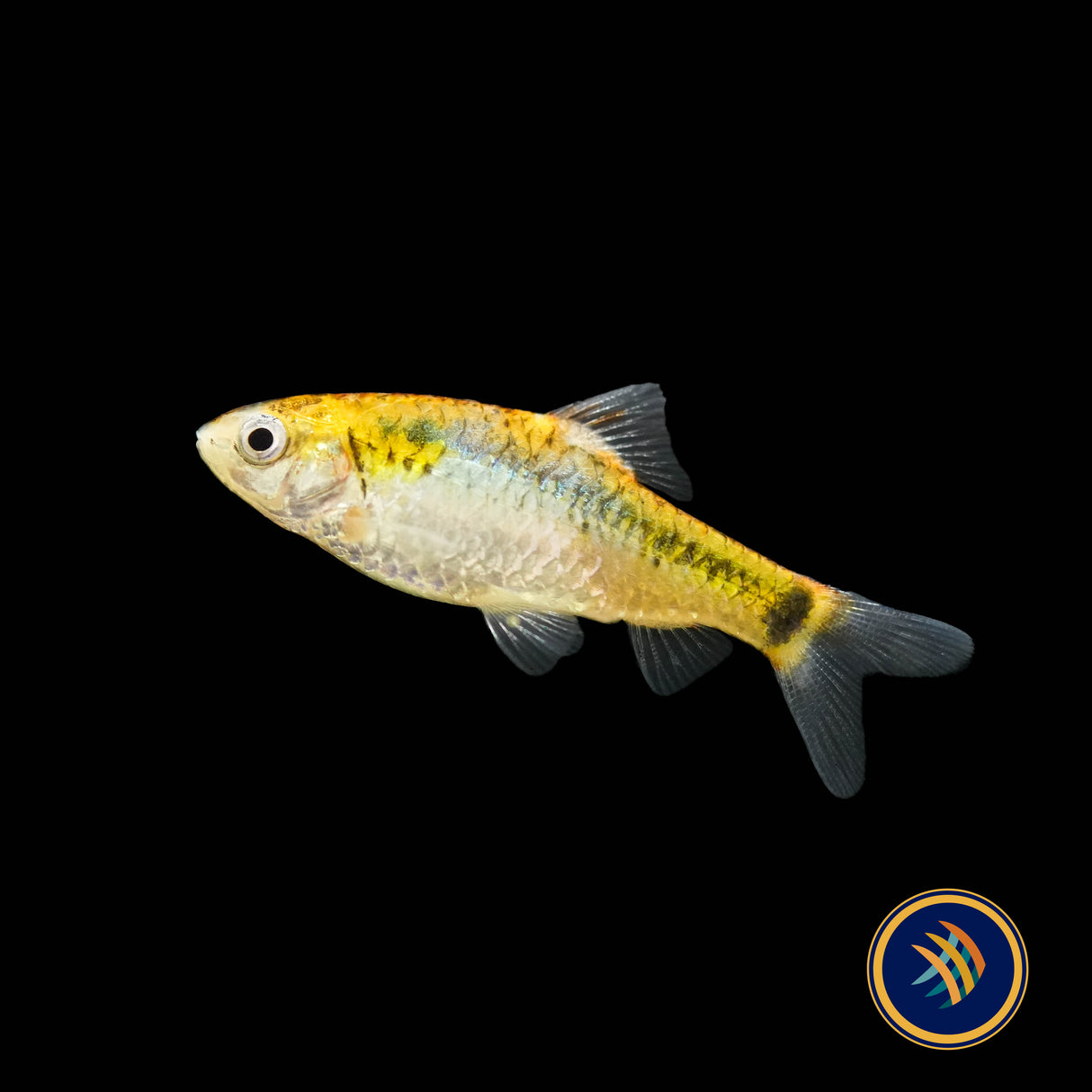 Koi Gold Barb (Barbus schuberti "Koi") Aquarium Glaser Sm-Med | Goldfish Barbs & Minnows | Largest Tropical Fish Selection at Your Local Fish Store