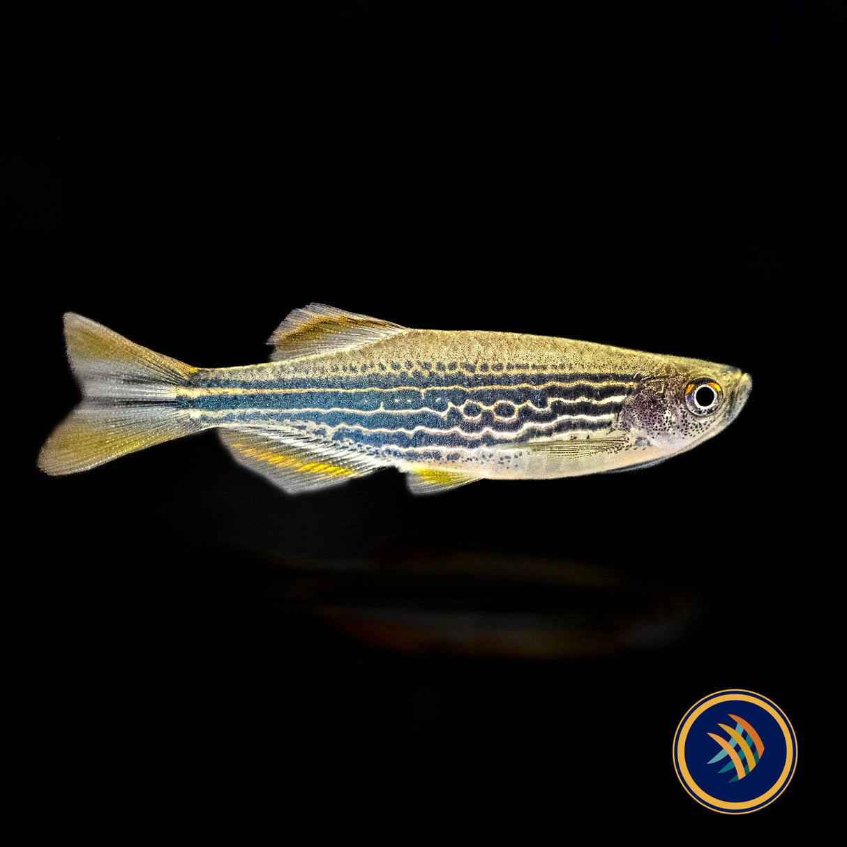 Kyathit Danio | Rainbowfish Killifish & Danios | Largest Tropical Fish Selection at Your Local Fish Store