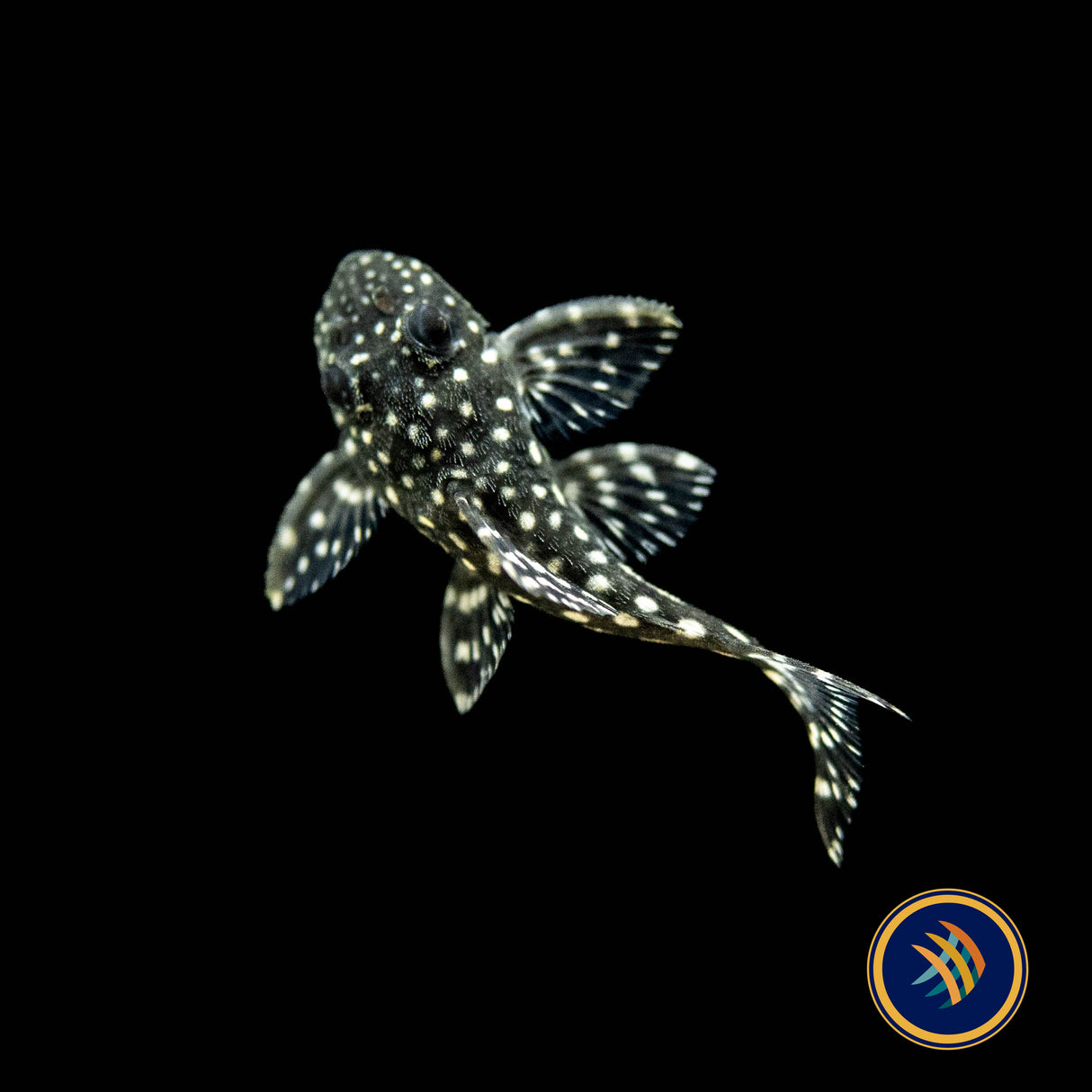 L136b Hypancistrus Pleco (PlecoCeramics) | Catfish Loaches & Plecos | Largest Tropical Fish Selection at Your Local Fish Store