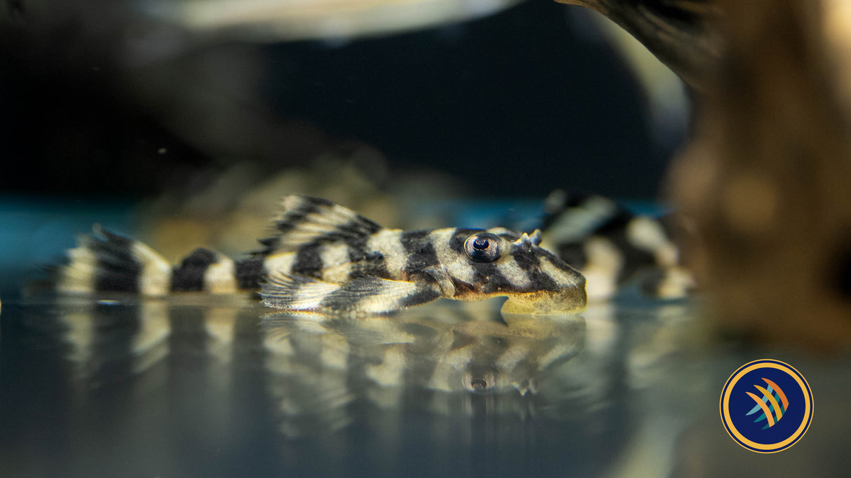 L168 Atabapo Butterfly Pleco (Dekeyseria picta) | Catfish Loaches & Plecos | Largest Tropical Fish Selection at Your Local Fish Store