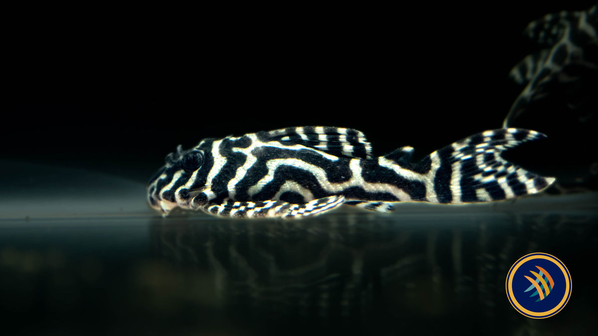 L236 Hypancistrus Pleco 2.5"-3" (Locally Bred) | Catfish Loaches & Plecos | Largest Tropical Fish Selection at Your Local Fish Store