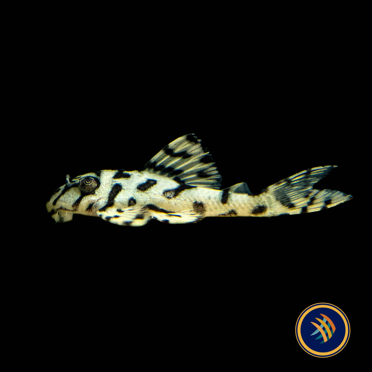 L236 Super Yellow Hypancistrus Pleco (PlecoCeramics) | Catfish Loaches & Plecos | Largest Tropical Fish Selection at Your Local Fish Store