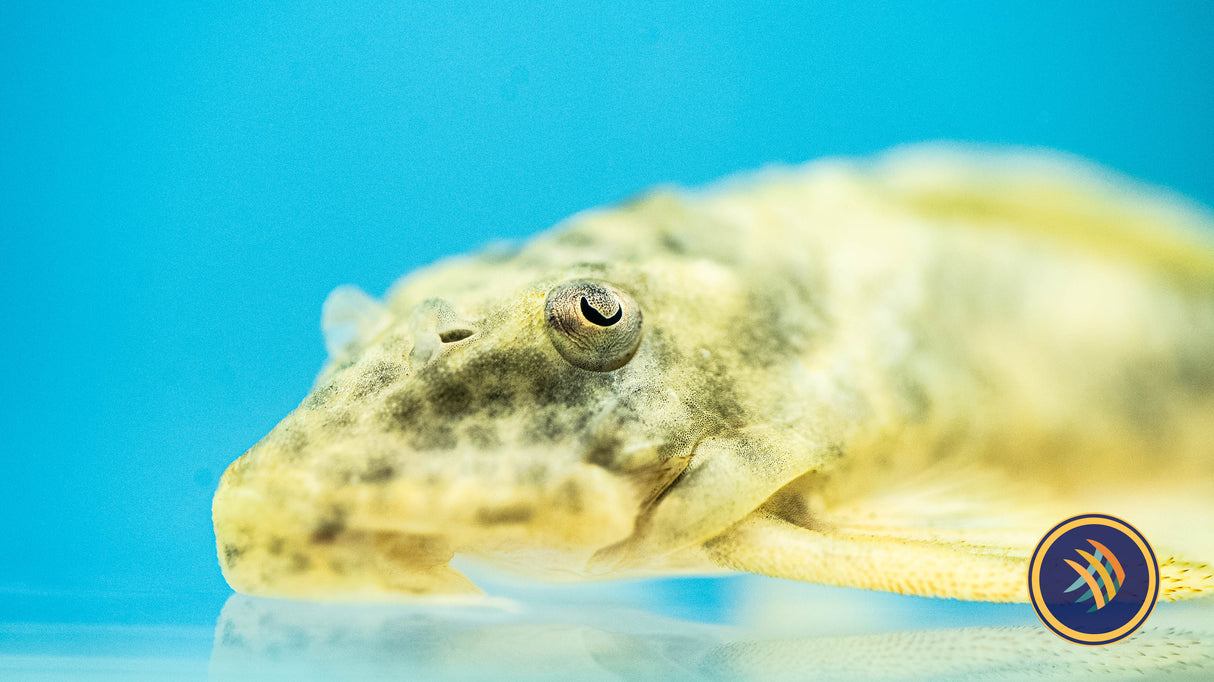 L243 Peckoltia Orange Tiger Pleco (Peckoltia wernekei) | Catfish Loaches & Plecos | Largest Tropical Fish Selection at Your Local Fish Store
