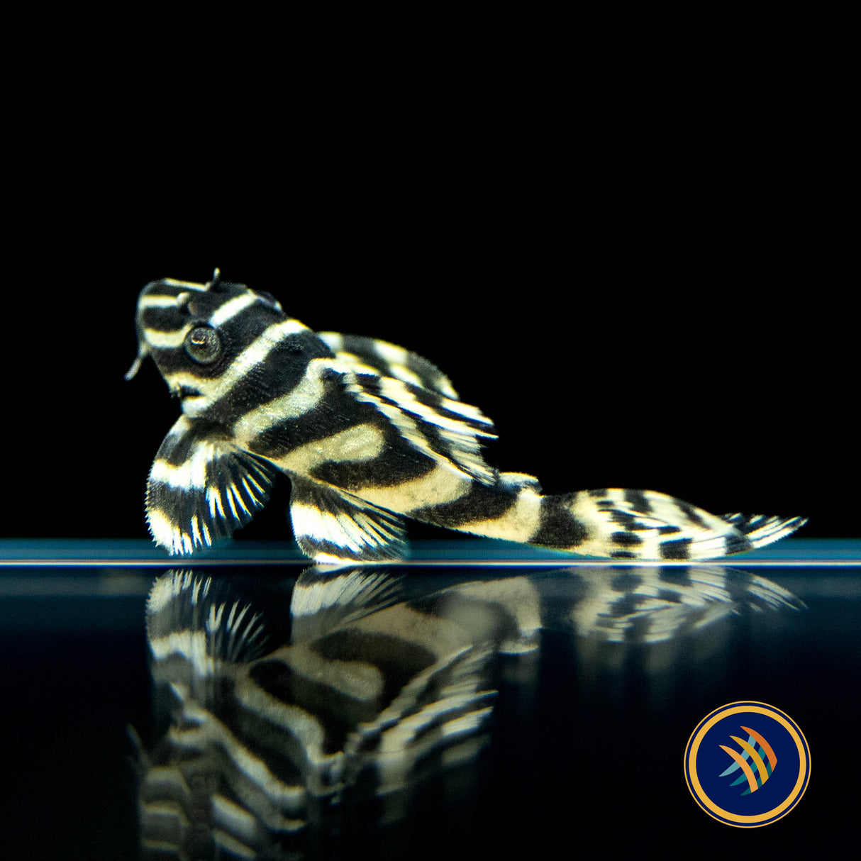 L333 Hypancistrus Gold Grade A Pleco (Plecoceramics) | Catfish Loaches & Plecos | Largest Tropical Fish Selection at Your Local Fish Store