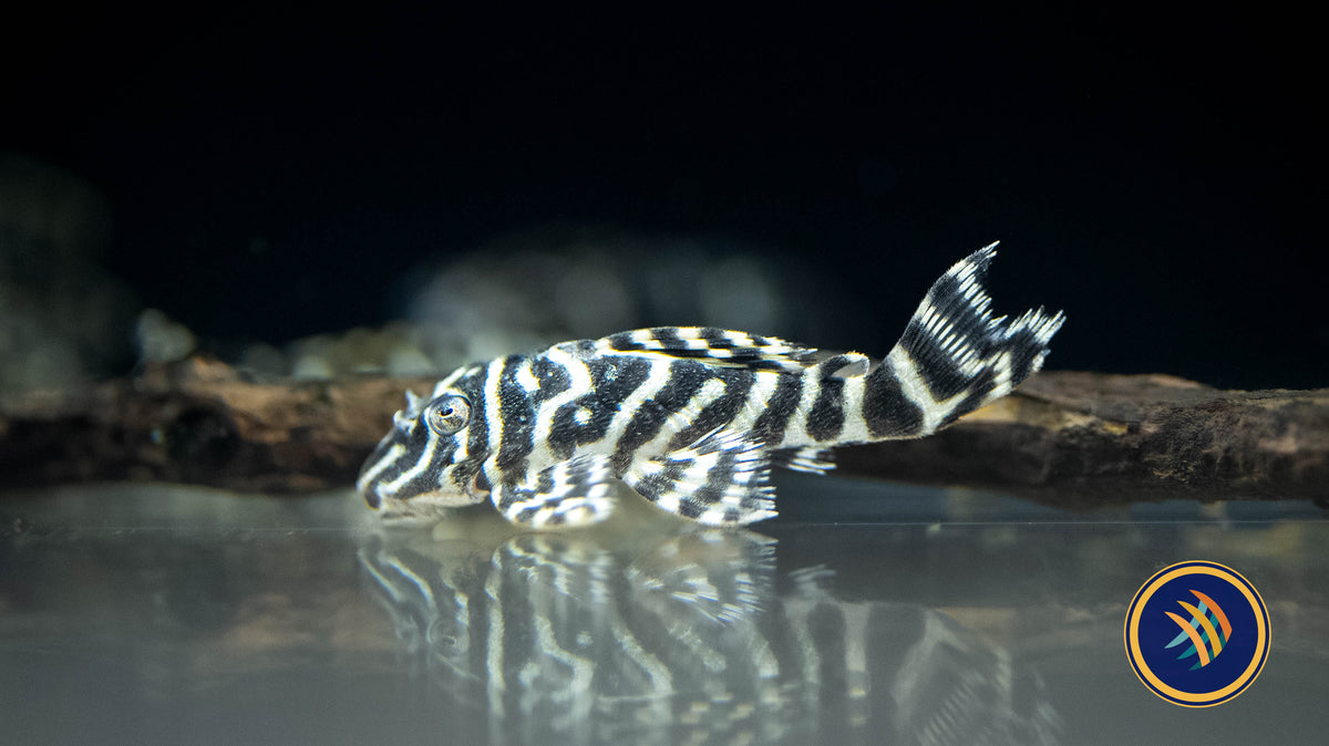 L340 Mega Clown Pleco (Hypancistrus sp.) 7-8cm | Catfish Loaches & Plecos | Largest Tropical Fish Selection at Your Local Fish Store
