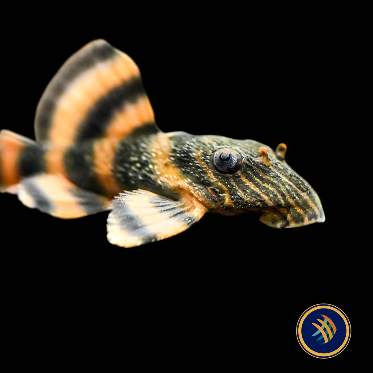 L397 – Alenquer Tiger Pleco (Panaqolus sp. “L397”)