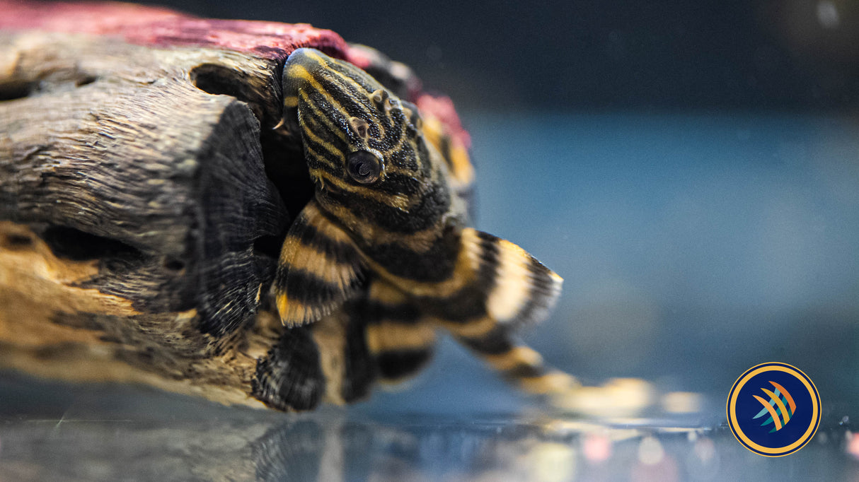 L398 Pleco 2" | Catfish Loaches & Plecos | Largest Tropical Fish Selection at Your Local Fish Store