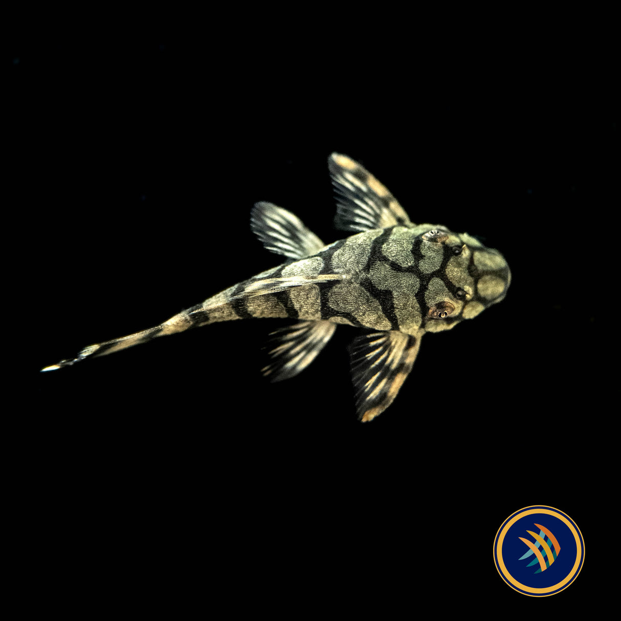 L519 Ancistrus Kiefneri "Honeycomb" Bristlenose Pleco (Plecoceramics) | Catfish Loaches & Plecos | Largest Tropical Fish Selection at Your Local Fish Store