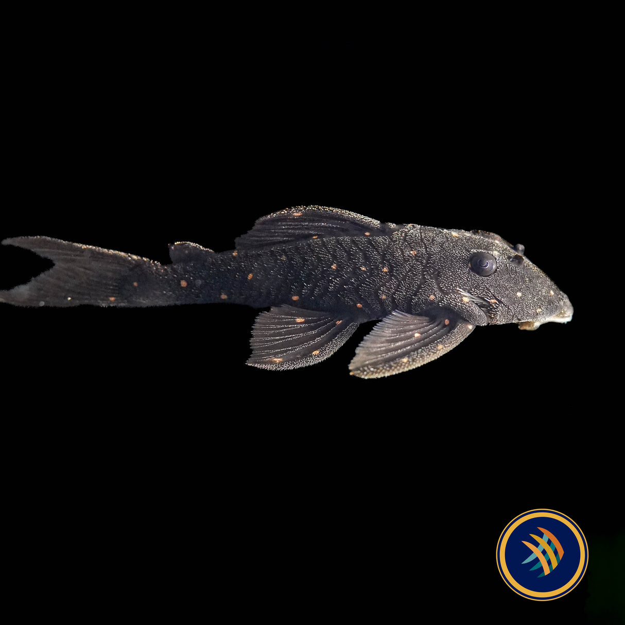 LDA031 Mustard Spot Pleco (Panaqolus albomaculatus)
