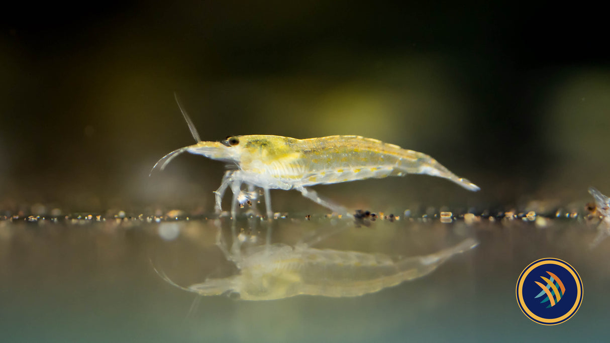 Lime Yellow Amano Shrimp (Caridina Japonica) | Snails Shrimp Crayfish Crabs | Largest Tropical Fish Selection at Your Local Fish Store