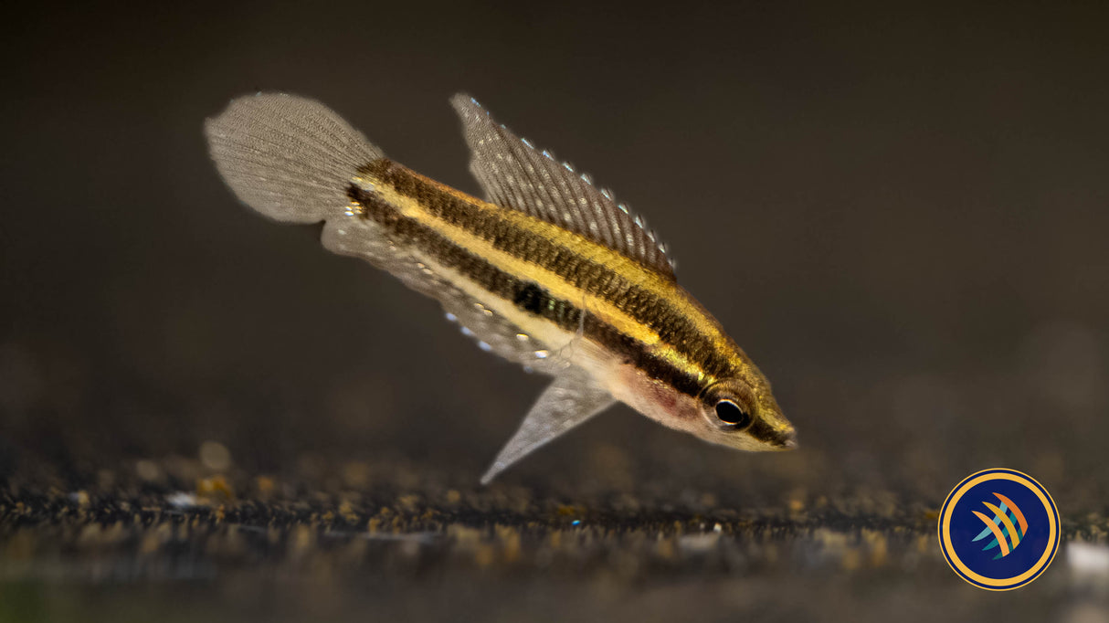 Linkei Liquorice Gourami (Parosphromenus linkei) 2.5-3cm | Cichlids Badis & Gouramis | Largest Tropical Fish Selection at Your Local Fish Store