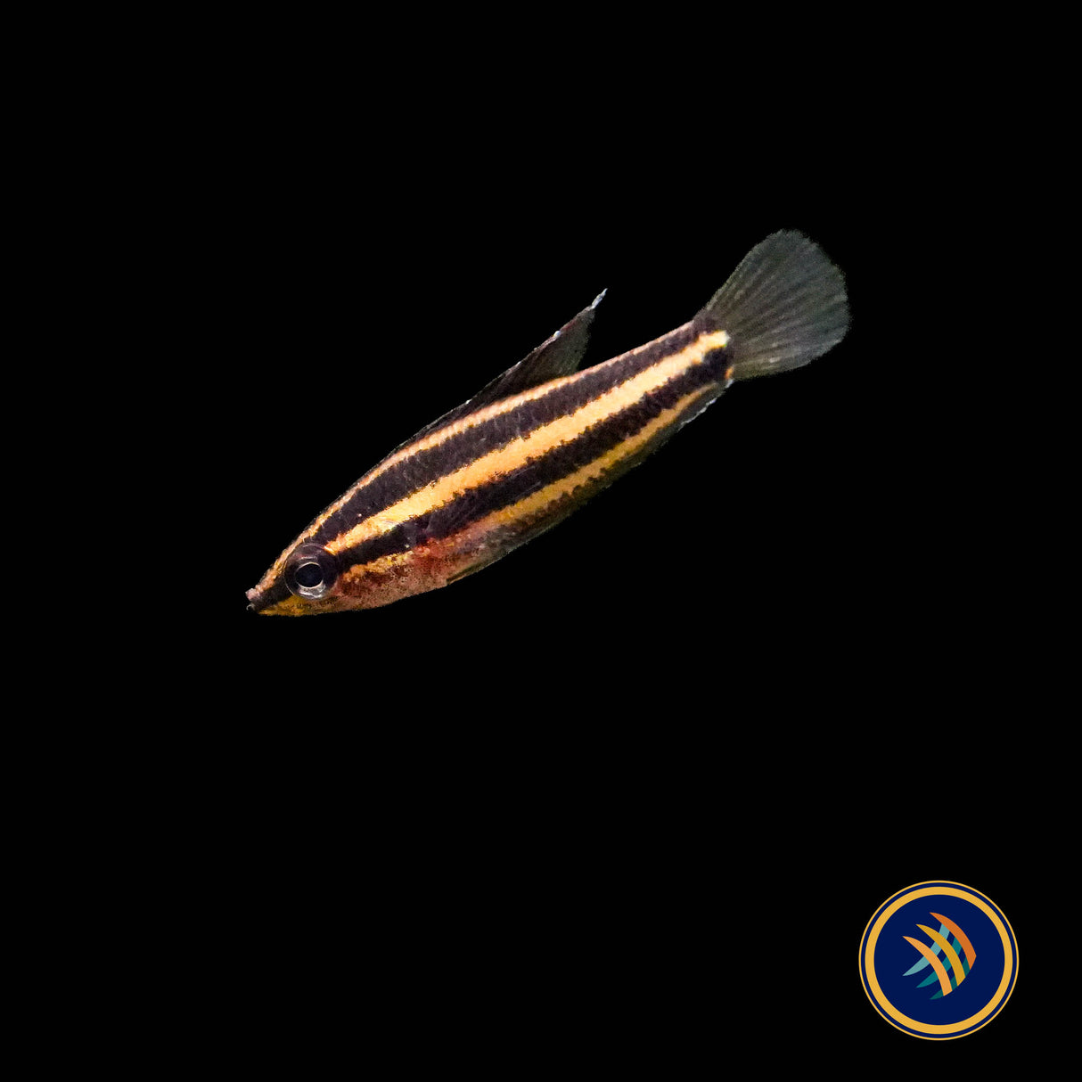 Liquorice Gourami (Parosphromenus phoenicurus)