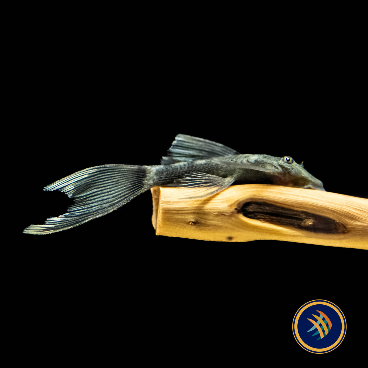 Green Dragon Long-Fin Ancistrus Pleco (2+") (PlecoCeramics) | Catfish Loaches & Plecos | Largest Tropical Fish Selection at Your Local Fish Store